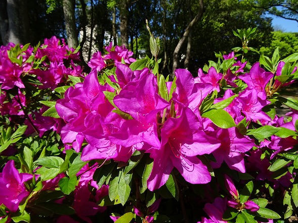 b0299042_11162590.jpg