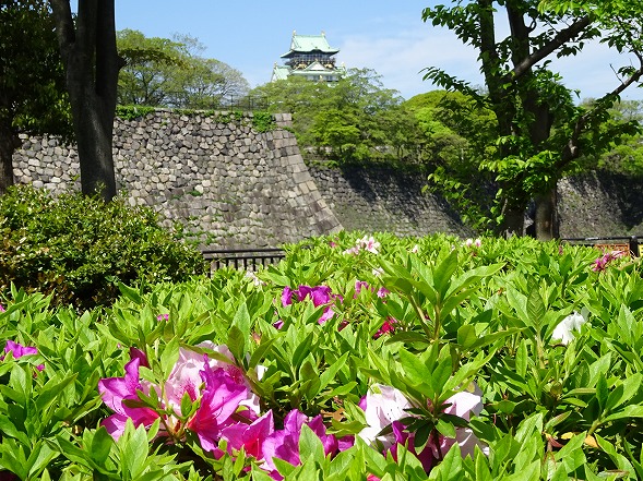 大阪城公園のツツジ 彩の気まぐれ写真 大阪城公園のツツジ 彩の気まぐれ写真