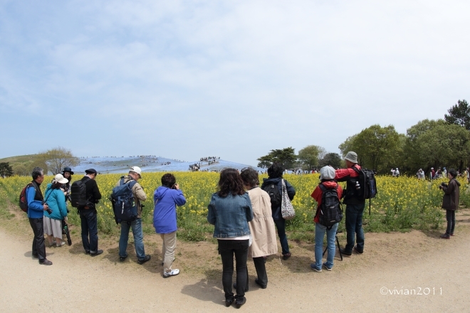 茨城 ネモフィラ・チューリップの撮影会 in ひたち海浜公園_e0227942_21401072.jpg