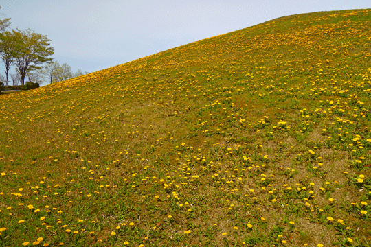 c0093046_8235675.gif