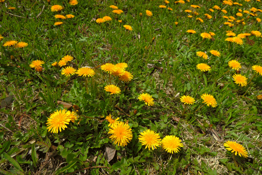 c0093046_8242819.gif