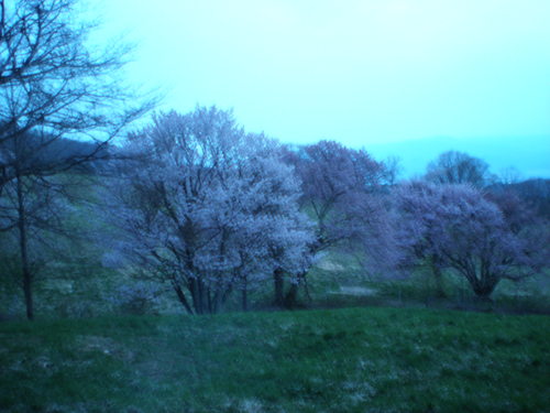 開花情報_b0365347_2116267.jpg