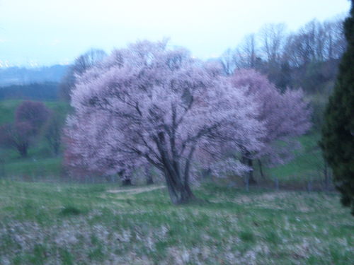 開花情報2_b0365347_21175771.jpg