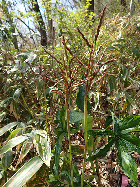 ギフチョウとお友だち・大江高山④_f0214649_5364720.jpg