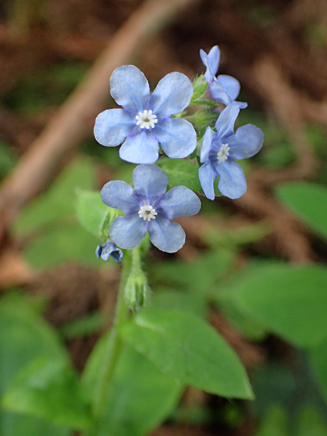 ギフチョウとお友だち・大江高山④_f0214649_5471080.jpg