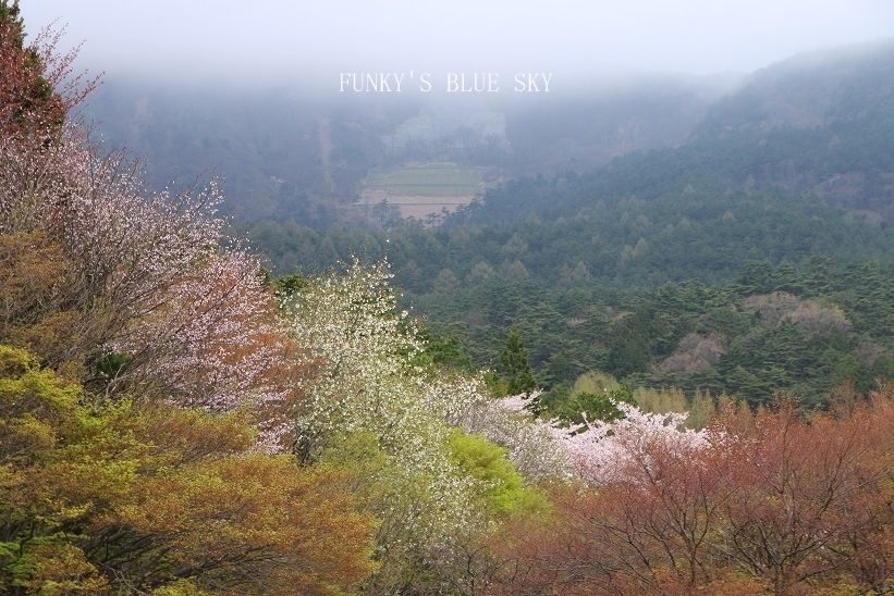 SAKURA*2016　その１０－１　（山間の桜*） - FUNKY'S BLUE SKY