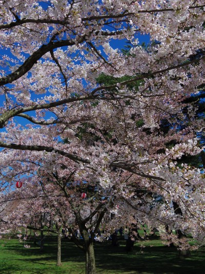 桜　満開_c0225251_16162999.jpg