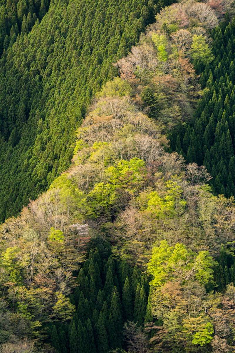 山峡の新緑 Ⅰ　　　　　奈良県_d0286954_06572027.jpg