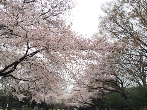 今年の桜_b0031055_02534133.jpg