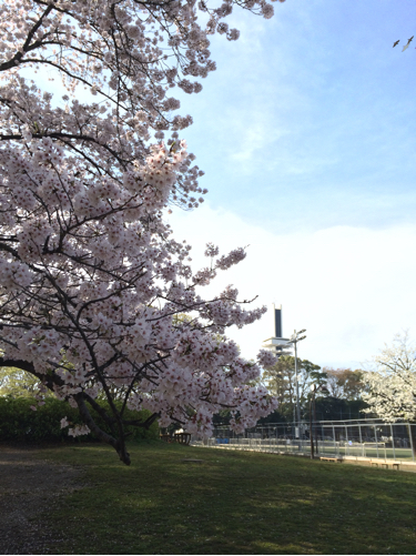 今年の桜_b0031055_02534230.jpg