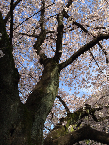 今年の桜_b0031055_02534247.jpg