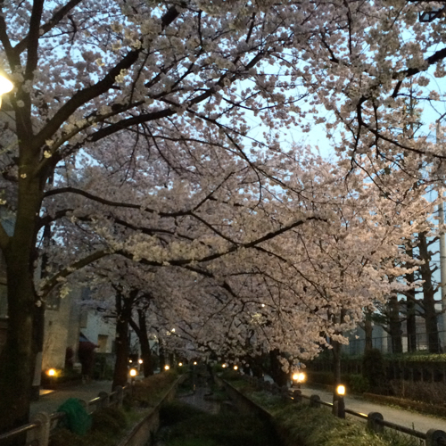 今年の桜_b0031055_02534293.jpg