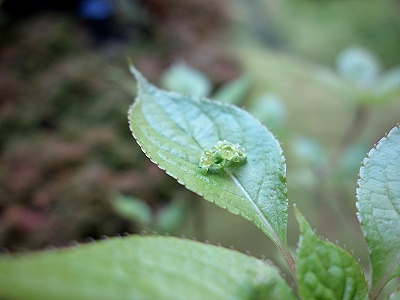 今春も　やもめ暮らしで　・・・！花が咲く？_e0012055_23592830.jpg