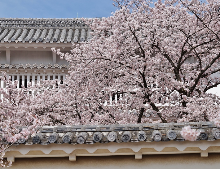 姫路城・二の丸あたりの桜 - たんぶーらんの戯言