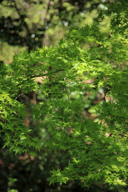 c0272958_22141581.jpg