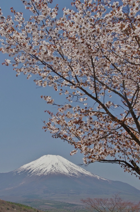 最新富士山の撮影記録_d0229560_11124054.jpg