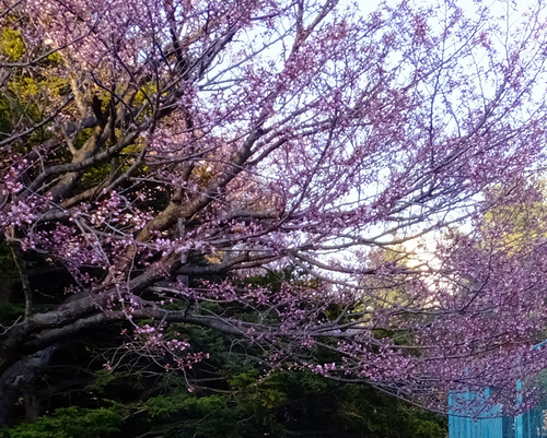 b0102267_4502490.png