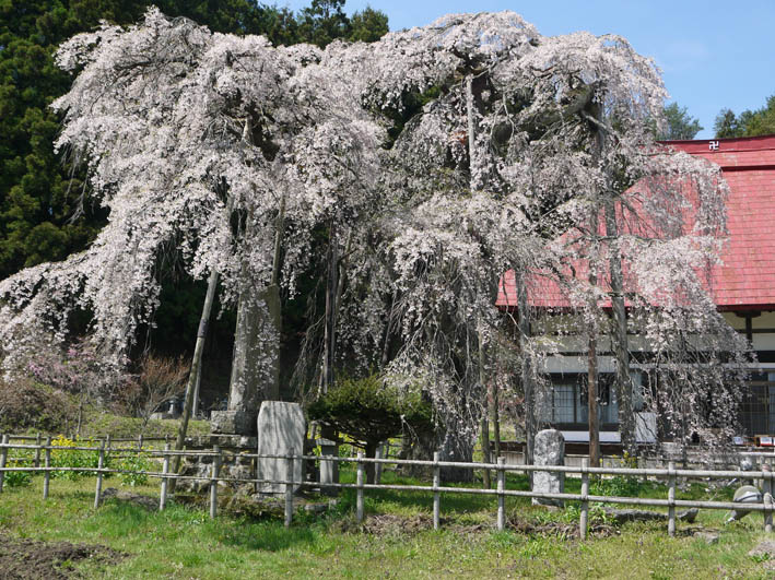 北鎌倉・六国見山の夫婦桜の樹齢は多分１００年以上_c0014967_20383630.jpg
