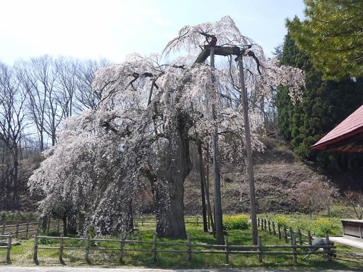 北鎌倉・六国見山の夫婦桜の樹齢は多分１００年以上_c0014967_203919100.jpg