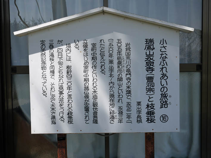 北鎌倉・六国見山の夫婦桜の樹齢は多分１００年以上_c0014967_20394747.jpg