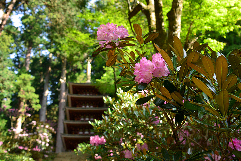 室生寺 石楠花 ちょっとそこまで