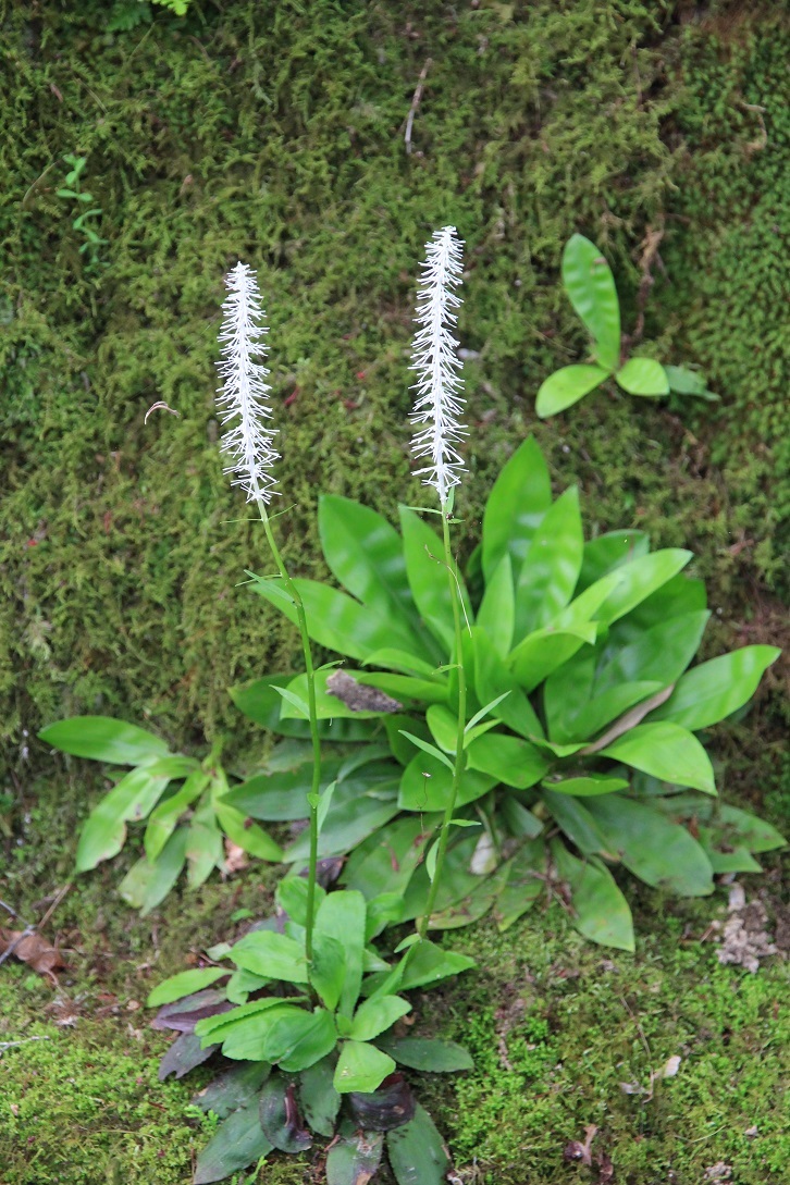 嵐山を歩くその２　　～常寂光寺、ミュージアム季朝～_a0107574_20034147.jpg