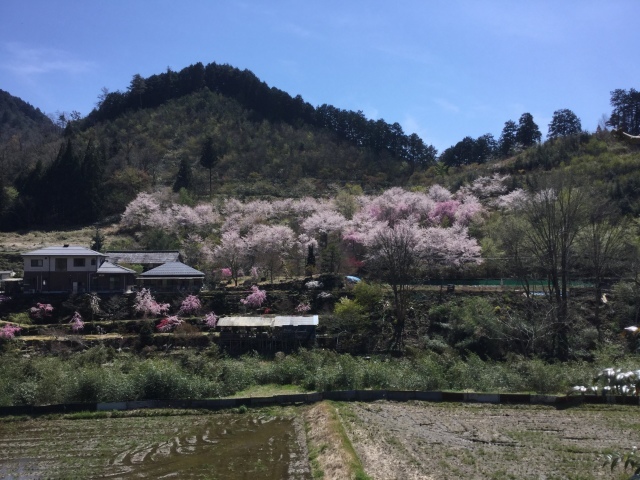 岐阜へドライブ 根尾谷淡墨桜編_a0118079_21315720.jpeg