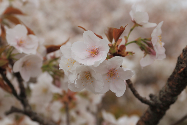 御室仁和寺_e0051888_22422210.jpg