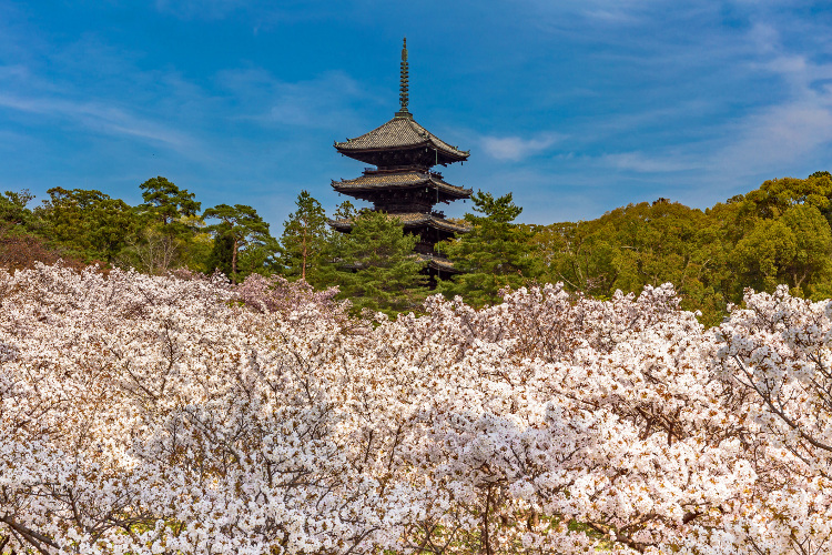 御室仁和寺_e0051888_22433242.jpg