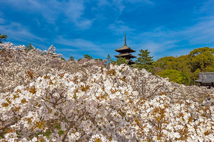 御室仁和寺_e0051888_2243406.jpg