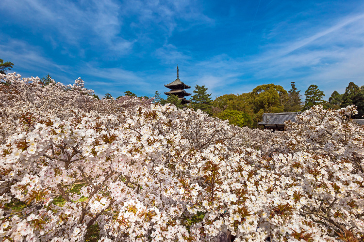 御室仁和寺_e0051888_22434851.jpg