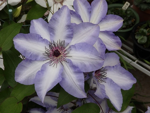 a0048790_234558.jpg