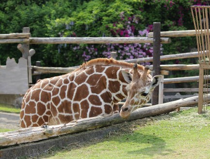 みさき公園　キリン舎にて_f0297893_18171876.jpg