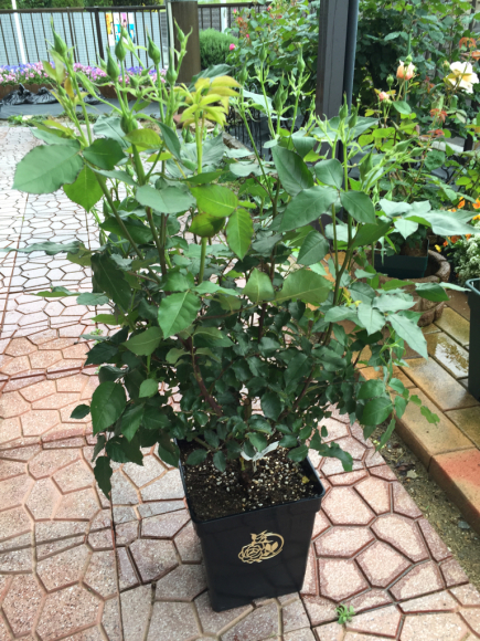 バラ シェエラザード 届きました 春 ナナと庭の薔薇