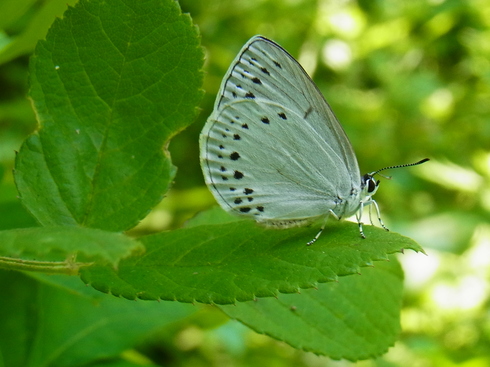 埼玉中部　　        ウラゴマダラシジミ幼虫2016/4/24③_d0251807_18354542.jpg