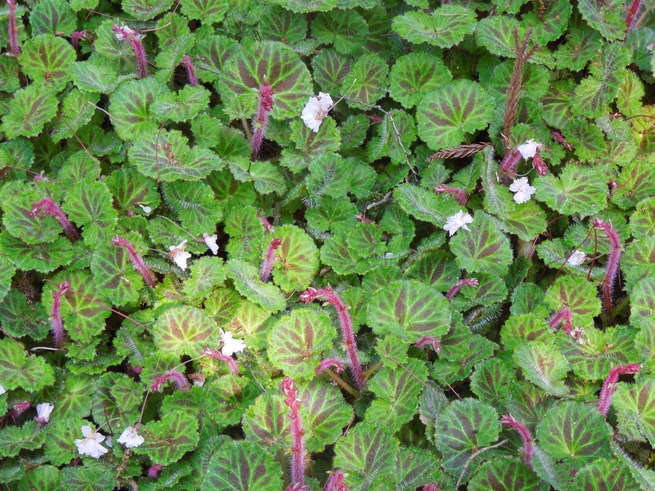f0297809_1295650.jpg