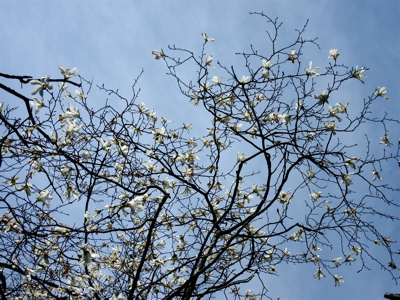 a0164011_21118.jpg