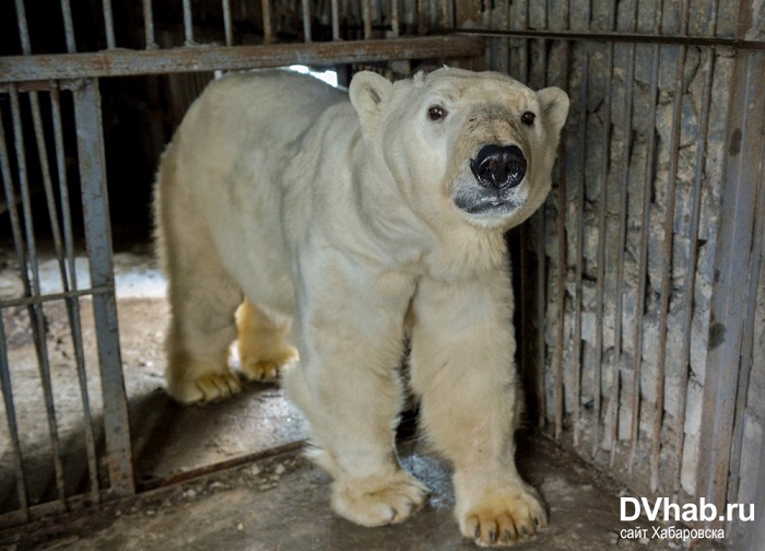 ロシア極東・沿海州 ハバロフスク動物園、改装された展示場のイョシの新しいプール開き_a0151913_0582269.jpg