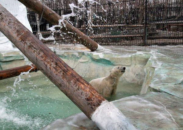 ロシア極東・沿海州 ハバロフスク動物園、改装された展示場のイョシの新しいプール開き_a0151913_1453296.jpg