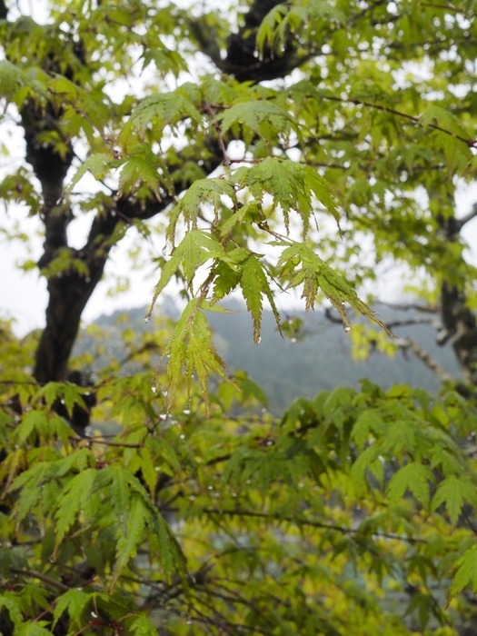 新緑のもみじ雨に濡れ_c0116915_0224139.jpg
