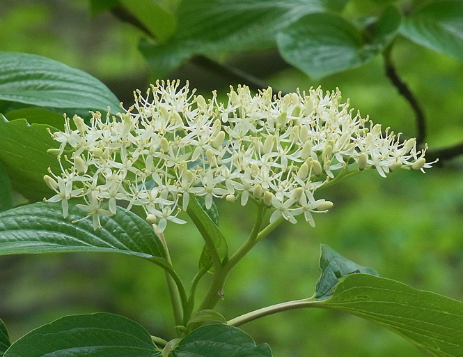 ミズキの花 樹木見て歩き ミズキの花 樹木見て歩き