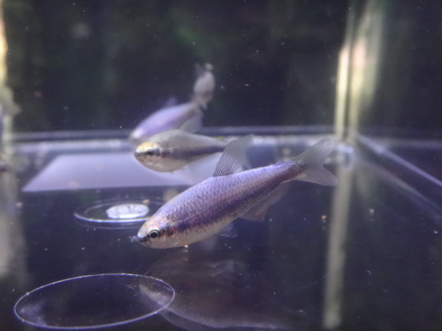 160428 熱帯魚・金魚・水草_f0189122_1311365.jpg