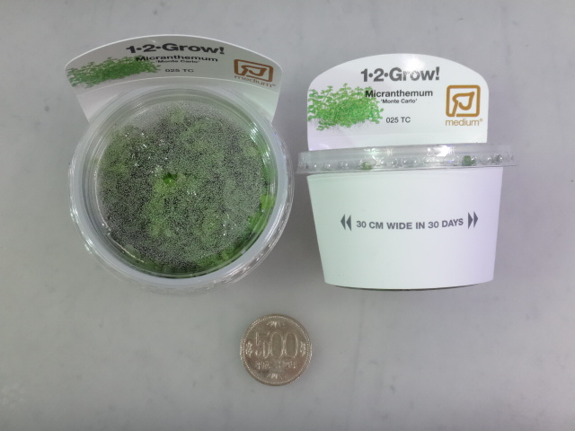 160428 熱帯魚・金魚・水草_f0189122_13142367.jpg