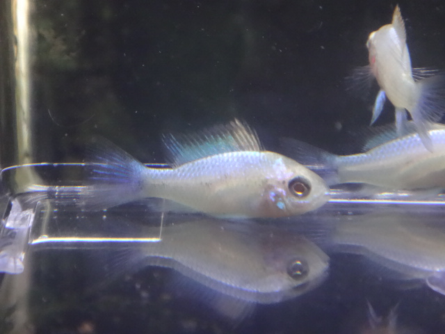 160428 熱帯魚・金魚・水草_f0189122_1333991.jpg