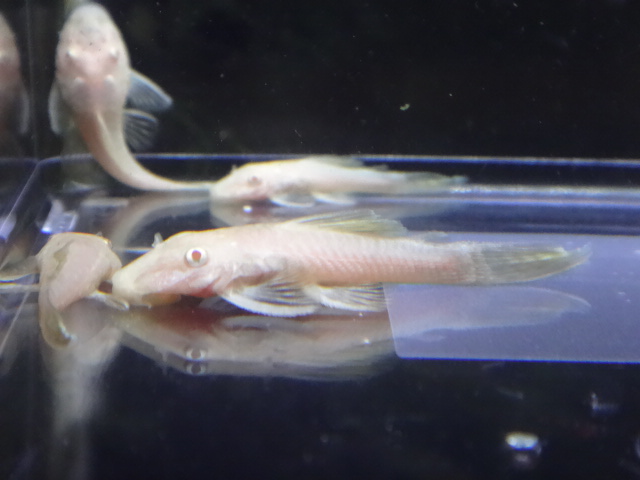 160428 熱帯魚・金魚・水草_f0189122_1342364.jpg