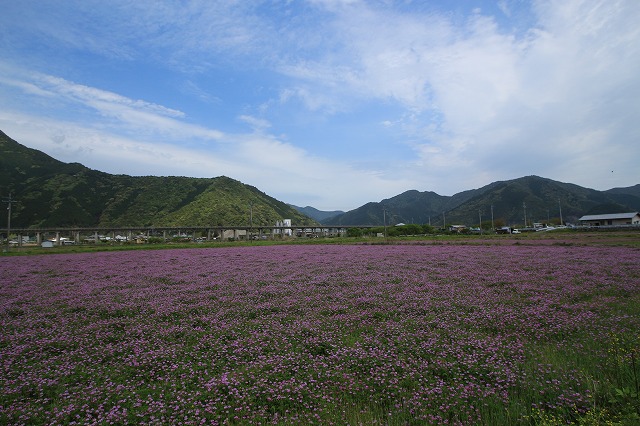 小山浦のレンゲ畑と特急列車_e0321325_1128623.jpg