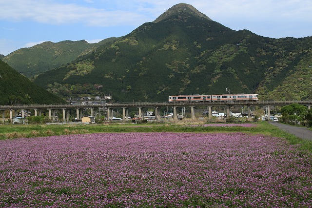 小山浦のレンゲ畑と特急列車_e0321325_11292494.jpg