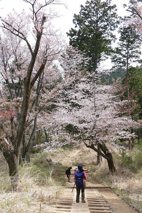 北東尾根から城山、そして高尾山へ　その５_c0196928_6512580.jpg