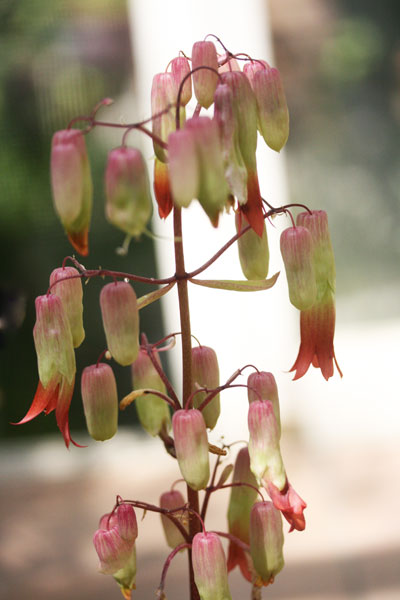 マザーリーフの花 たゆたう