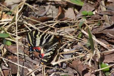 c0353632_22351370.jpg
